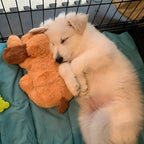 CuddlingPup